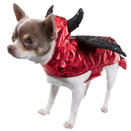 Halloween outfits for dogs from B&M