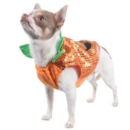 Halloween outfits for dogs from B&M