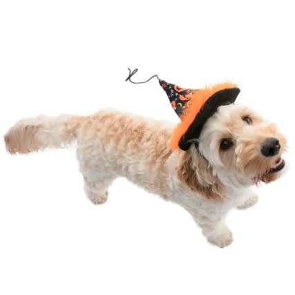 Halloween outfits for dogs from B&M