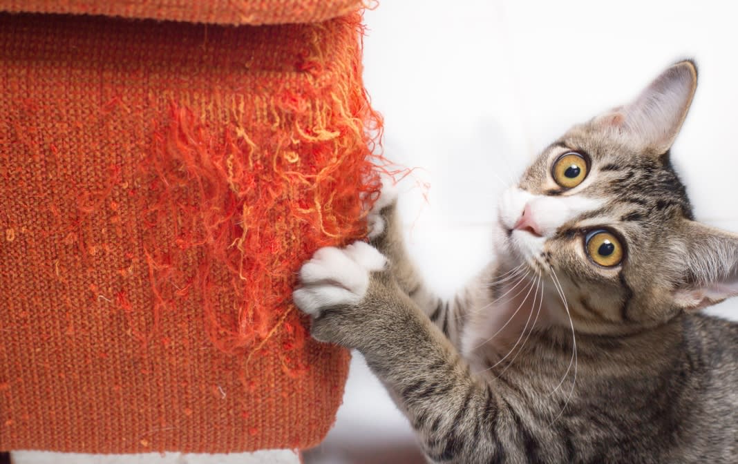 Blog-Purina-Cat-1744px