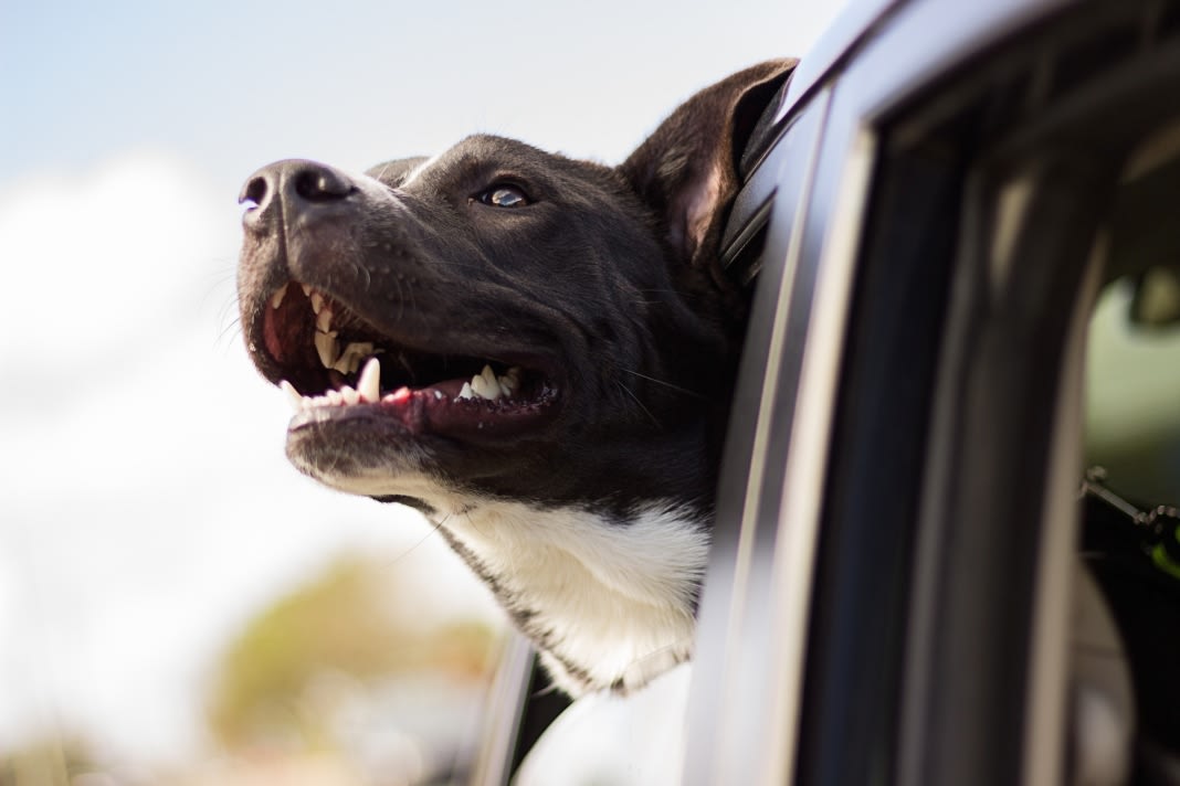 Dog in a car