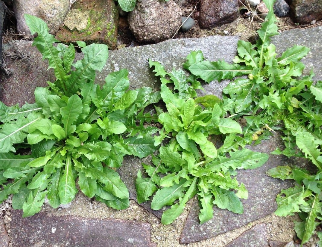 gardening tips for beginners from B&M